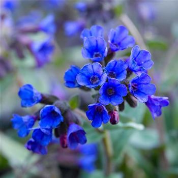 Pulmonaria_Blaues_Meer.jpg