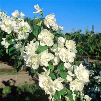 Philadelphus_Manteau_dHermine_1999_3424_q.jpg