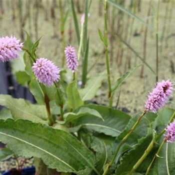 Bistorta officinalis