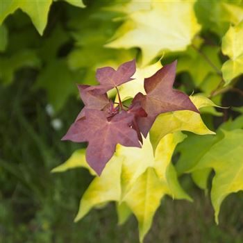 Acer_cappadocicum_Aureum_2009_3498.jpg