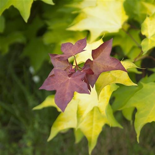 Acer cappadocicum 'Rubrum'