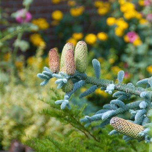 Abies procera 'Glauca'