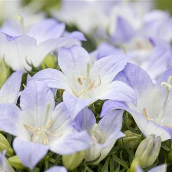 Campanula carpatica