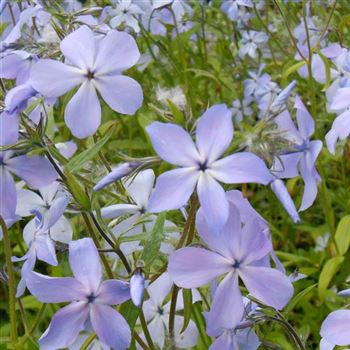 Phlox_divaricata_ssp_laphamii_WI_Q1.jpg