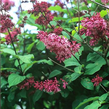 Syringa_prestoniae_Redwine_2005_0024.jpg