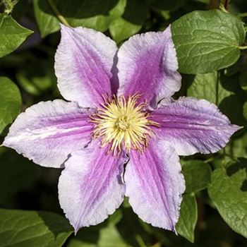 Clematis 'Piilu'