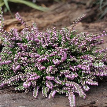 Calluna_vulgaris_Dirry_IMG_2823.JPG