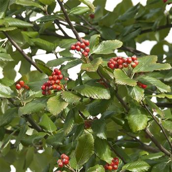 Sorbus_aria_Magnifica_2007_7924.jpg