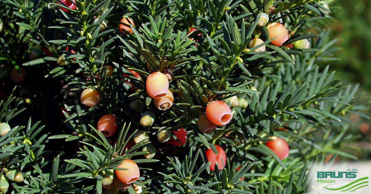 thuja smaragd 100-120 cm Lebensbaum Thuja occidentalis Smaragd 100-120 cm Hhe Ballenware