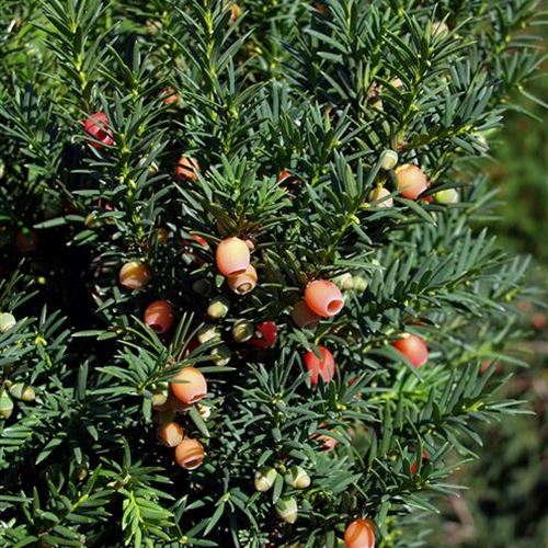 Taxus media 'Strait Hedge'