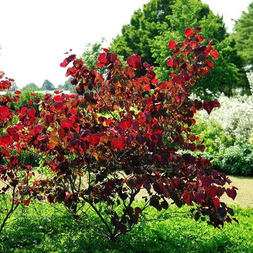 Cercis canadensis 'Forest Pansy'