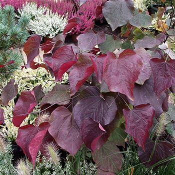 Cercis_canadensis_Forest_Pansy_2005_4815.jpg