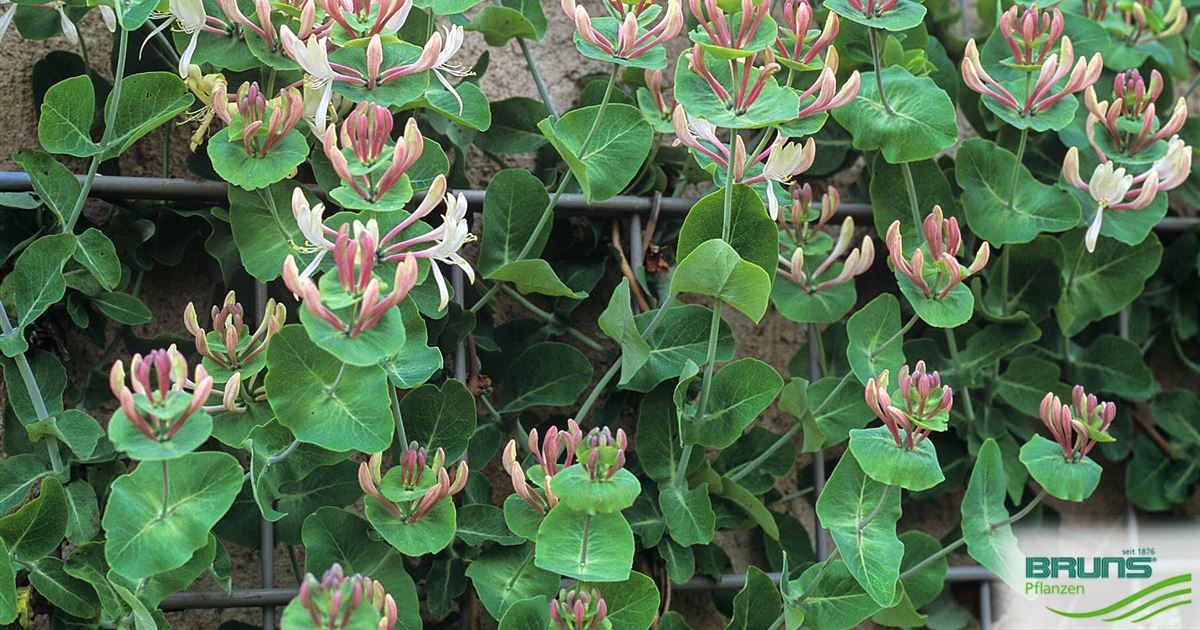 Lonicera caprifolium, Italian honeysuckle, perfoliate honeysuckle von Bruns  Pflanzen