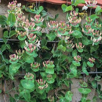 Lonicera_caprifolium_3004_0073.jpg