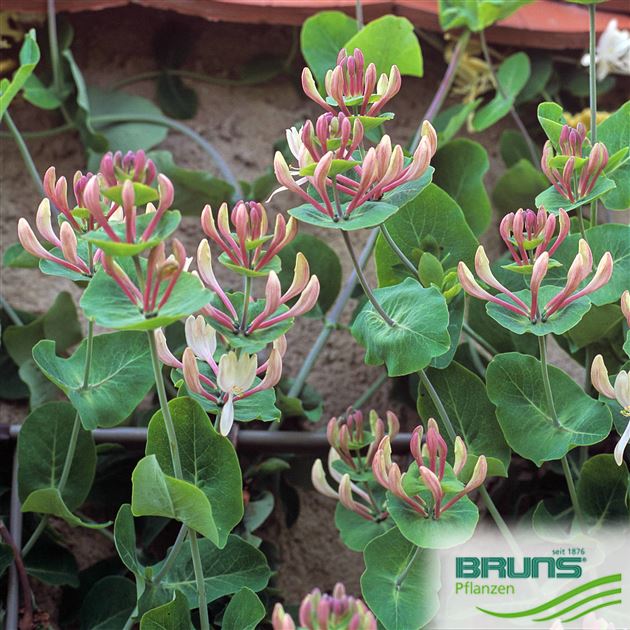 Lonicera caprifolium, Italian honeysuckle, perfoliate honeysuckle von Bruns  Pflanzen