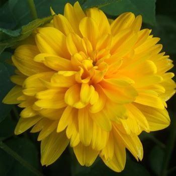 Helianthus_decapatalus_Soleil_d_Or_WI_Q1.jpg