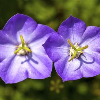 Campanula carpatica