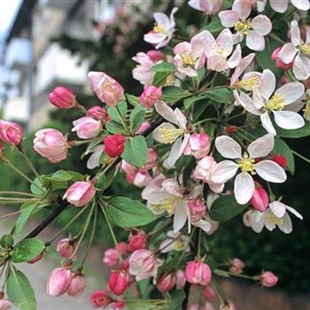 Malus_floribunda_1995-0225.jpg