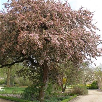 Malus_floribunda10.JPG