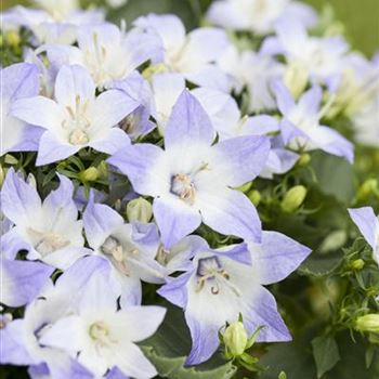 Campanula carpatica