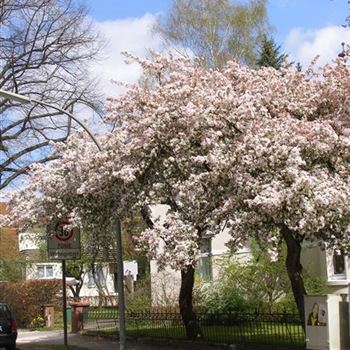 Malus_floribunda3.JPG