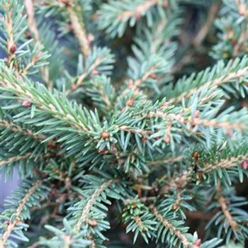 Picea_abies_Nidiformis_1S1B5741.JPG