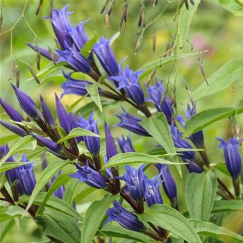 Gentiana_asclepiadea_HRM_Q3.jpg