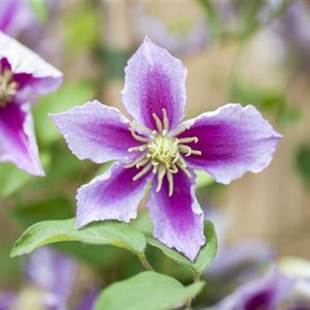 Clematis 'Piilu'