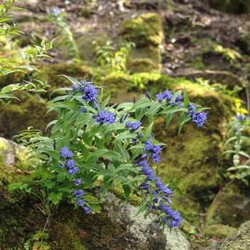 Gentiana_asclepiadea_HRM_Q6.jpg