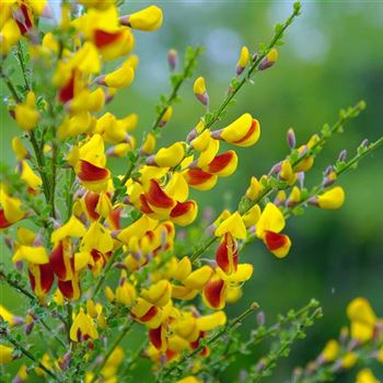 Cytisus_Andreanus_Splendens_2008_3120.jpg