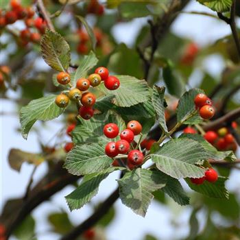 Sorbus_aria_Lutescens_HRM_0834.jpg