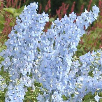 Delphinium_Elatum_Berghimmel_HRM_Q1.jpg