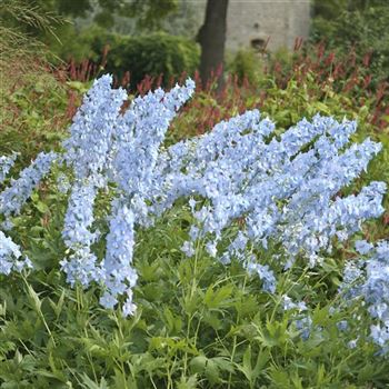 Delphinium_Elatum_Berghimmel_HRM_Q2.jpg