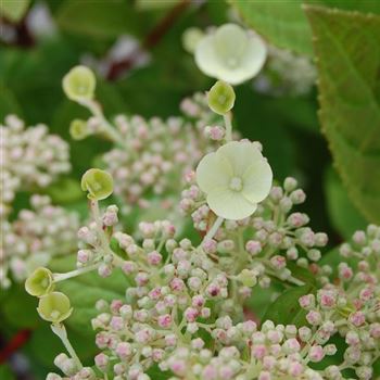 Hydrangea_Early_Sensation_GR_Q1.jpg