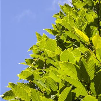 Carpinus betulus 'Frans Fontaine'