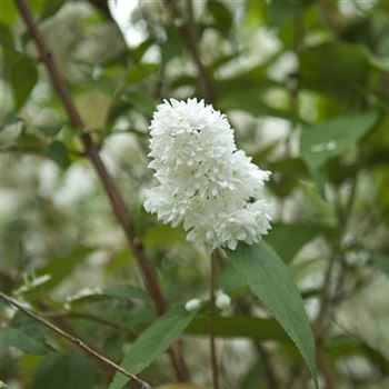 Deutzia_magnifica_2008_4095.jpg