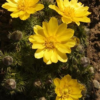 Adonis_vernalis_MG_3825.JPG