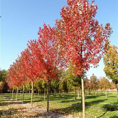 Acer freemanii 'Autumn Blaze'