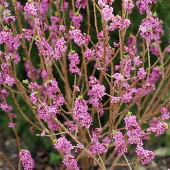 Daphne_mezereum_2008_0567.jpg