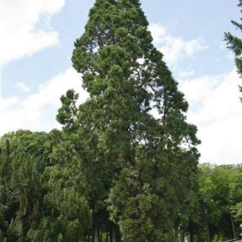 Sequoiadendron_giganteum_2007_1963.jpg