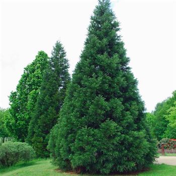 Sequoiadendron_giganteum_2006_2141.jpg