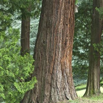 Sequoiadendron_giganteum_2006_3811.jpg