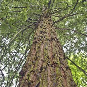 Sequoiadendron_giganteum_2006_2670.jpg