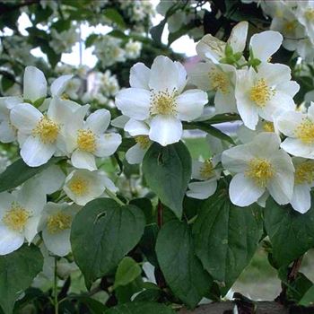 Philadelphus_inodorus_Grandiflorus_1999_3356.jpg