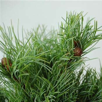 Pinus_parviflora_Tempelhof_GR_Q1.jpg