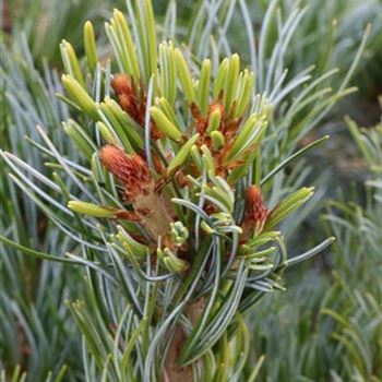 Pinus_parviflora_Tempelhof_1S1B6922.JPG