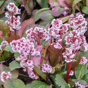 Bergenia_Silberlicht_HRM_Q2.jpg