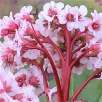 Bergenia_Silberlicht_HRM_Q1.jpg