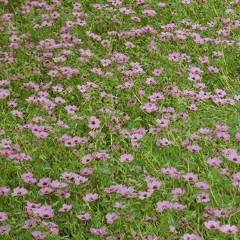 Geranium_cinereum_Ballerina_WI_Q4.jpg