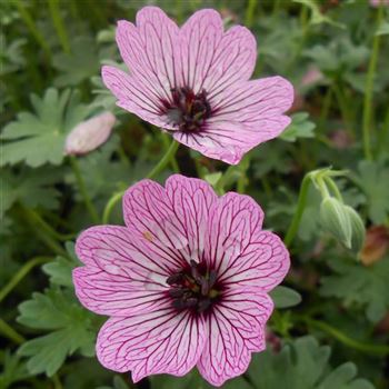 Geranium_cinereum_Ballerina_WI_Q3.jpg